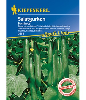 Salatgurken 'Dominica'