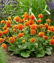 Geum 'Orange Pumpkin®'