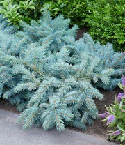 Blaufichte 'Karpaten'