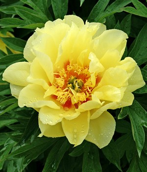 Päonie Itoh-Hybride 'Bartzella'
