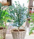 Winterharter Eukalyptus 'Azura®' im 2-Liter XXL-Topf