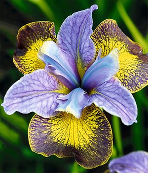 Iris 'Peacock Butterfly® Uncorked®'