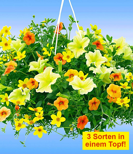 Trixi® 'Lemon Sorbet'