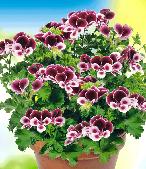 Duft-Geranie PAC® 'Angels Perfume®'