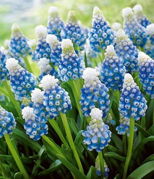 Muscari 'Mountain Lady'