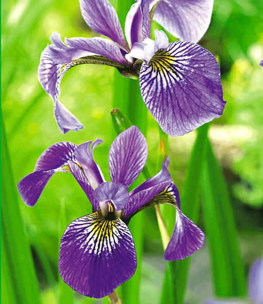 Sumpf-Iris (Iris versicolor)
