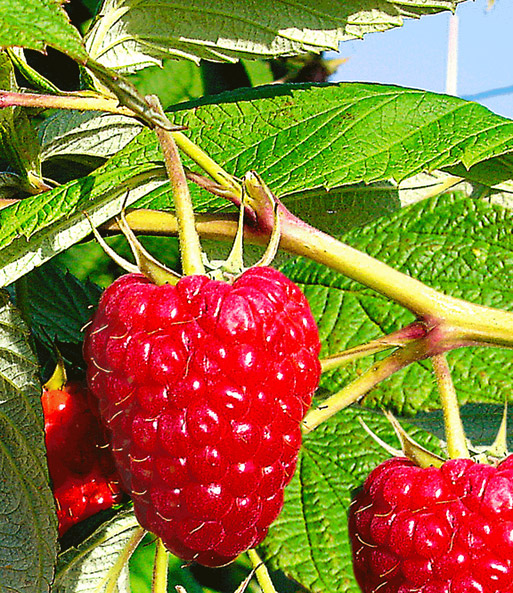 Herbst-Himbeere 'Rubyfall®'