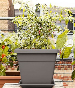 EMSA® 'My City Garden' Blumenkübel granit eckig 30x30x26 cm