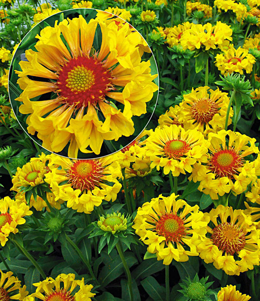 Gaillardia Moxie: Top-Qualität kaufen | BALDUR-Garten Gaillardia Moxie: Top-Qualität kaufen | BALDUR-Garten