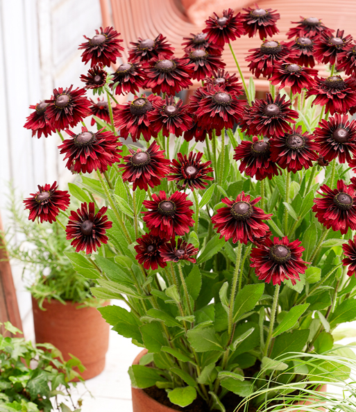 Die Rudbeckia „Enchanted Velvet Flame“ blüht mit Ihren dunkelroten bis schwarzen Blütenblättern auf einer Terrasse.