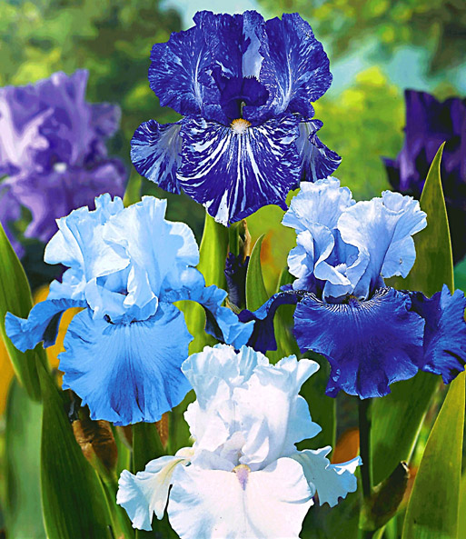 Iris-Mix 'Sea Breeze'