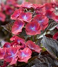Hortensie 'After Midnight®'