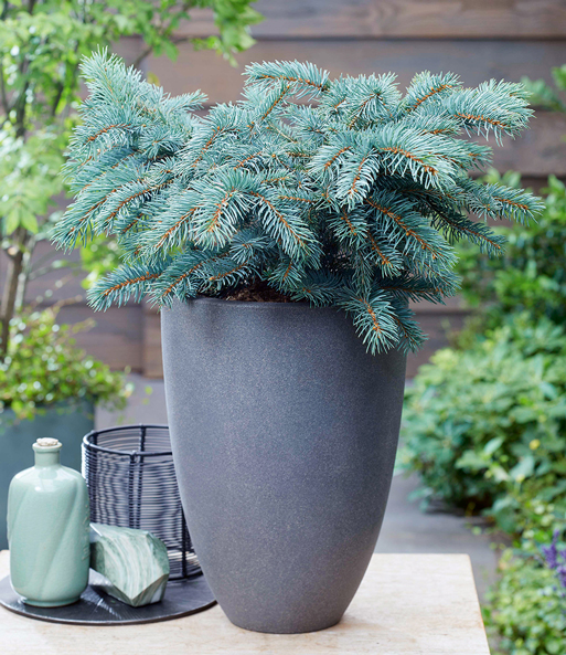 Blaufichte 'Karpaten'