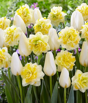 Tulpen-Narzissen-Mix 'Creamy Eggnog'