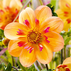 Dahlien