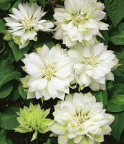 Gefüllte Clematis 'Yukiokoshi'