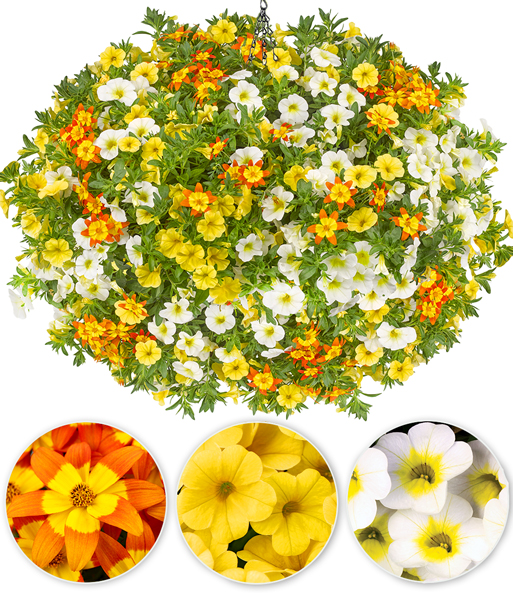 Sommerblumen-Mix 'Sunny Summer'