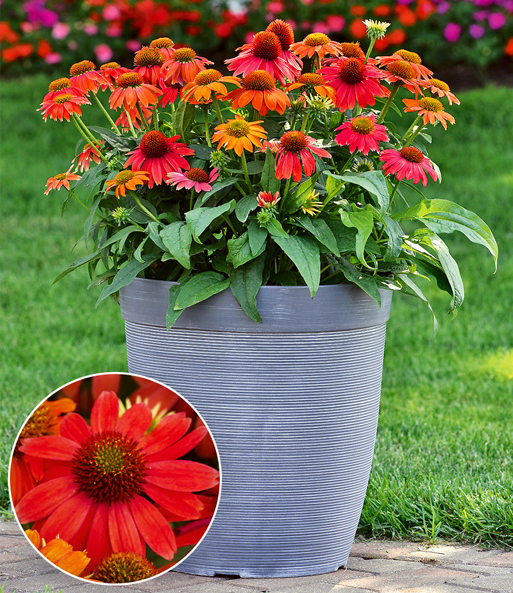 Echinacea 'Lakota® Red'