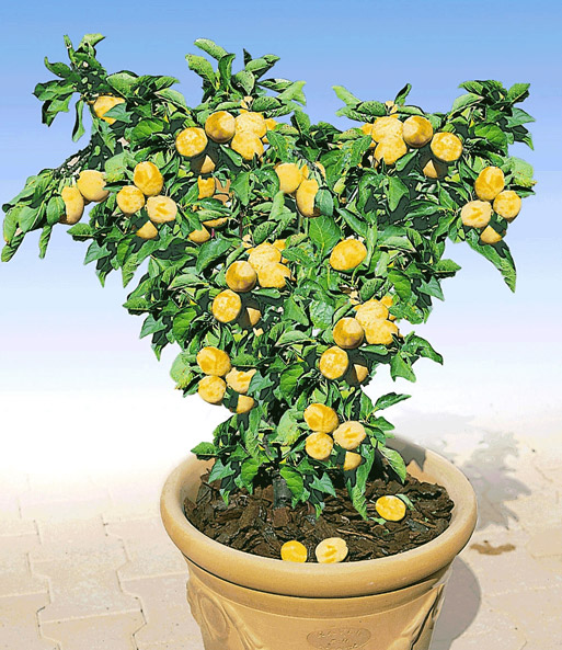 Mini-Zwetschge 'Golddust'