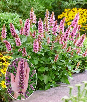 Agastache 'Beelicious Pink'
