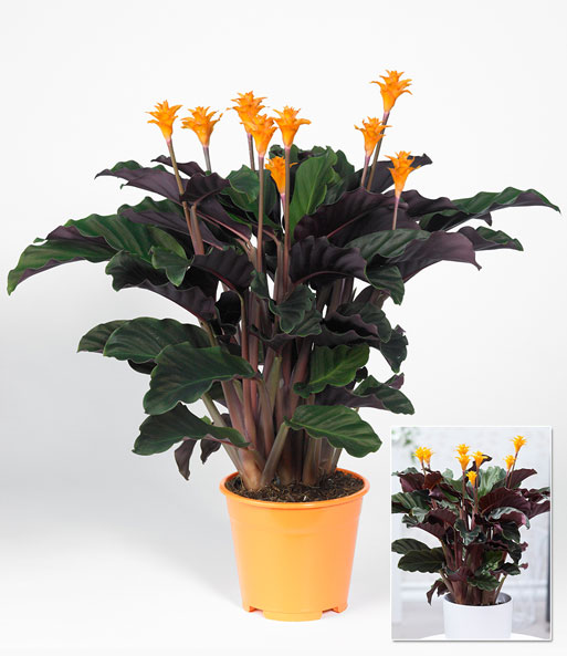 Calathea Crocata