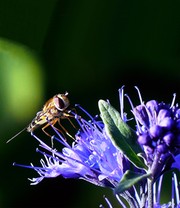 Bartblume 'Blauer Spatz®'