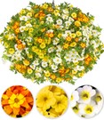 Sommerblumen-Mix 'Sunny Summer'