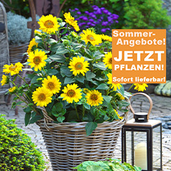 A-Z Sommer-Angebote