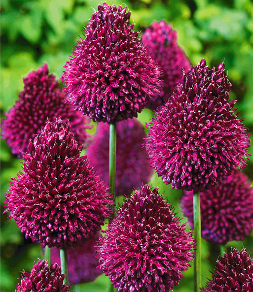 Allium 'Roter Zuckerhut'