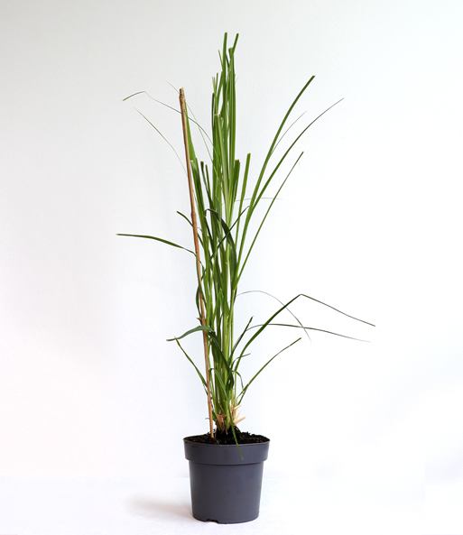 Pampasgras Cortarderia im 14 cm XL-Topf
