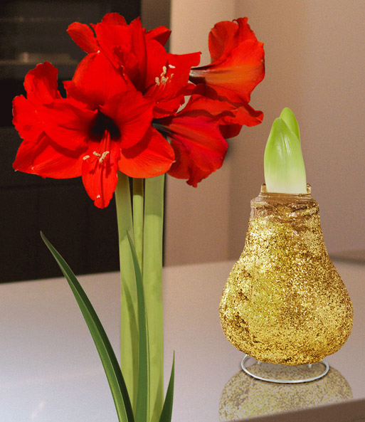 XL Wachs-Amaryllis 'Touch of Magic' Gold