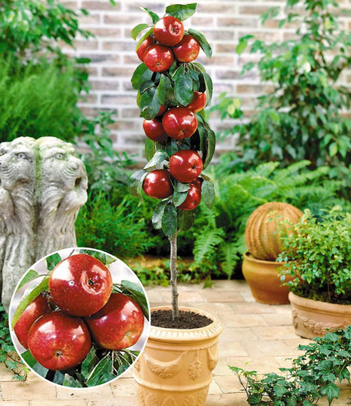 Die befruchtersorte Apfel „Gala“ steht in einem Kübel auf einer Terrasse und trägt reife, rote Äpfel.