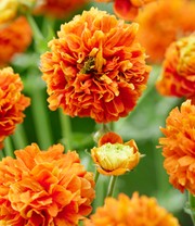 Geum 'Orange Pumpkin®'