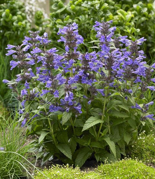 Bienenfreundliches Staudenbeet
