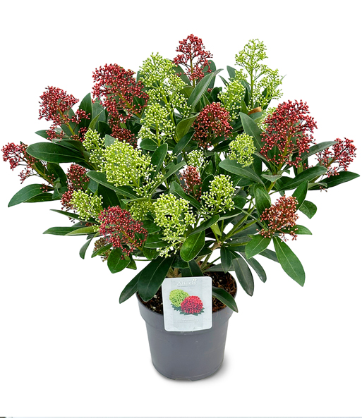 Winterharte Skimmia 'Double Diamond®', im 15 cm-Topf