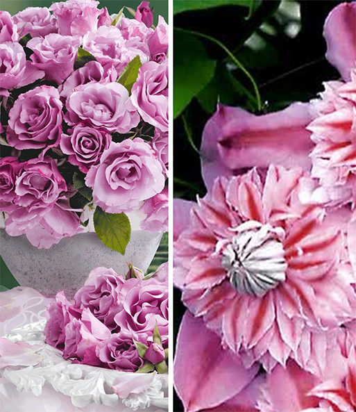 Set 'Josephine TM Evijohill N' & 'Dioressence®'