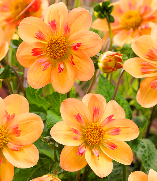 Nahaufnahme der orange-roten Blüten der Dahlie „Kelsey Annie Joy“ in einem Garten.