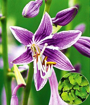 Hosta 'Purple Sensation'