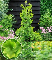 Fächerblattbaum Ginkgo biloba