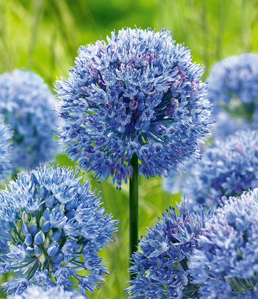 Allium 'Azureum'