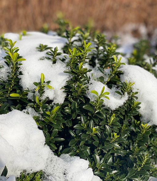 Euonymus 'Green Empire®'