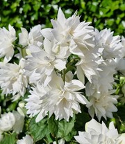 Duftender Gartenjasmin 'Pearls of Perfume®'