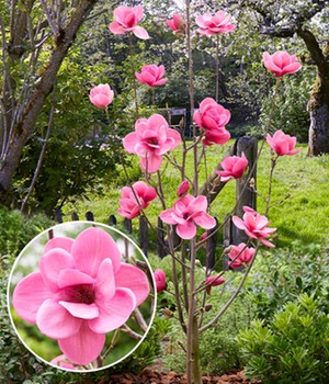 Magnolie 'Watermelon®'