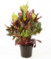 Wunderstrauch 'Kroton' ca. 48-50 cm hoch