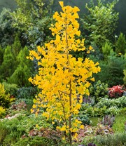 Fächerblattbaum Ginkgo biloba