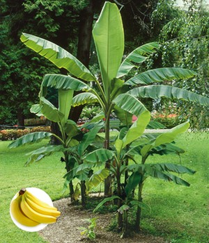 Winterharte Banane 'grün'