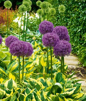 Zwiebel-Mix 'Hosta & Allium'