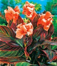 Canna 'Durban'