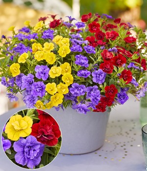 Zauberglöckchen Petunie Trixi® 'Hot Petticoat', Trio im 12 cm Topf