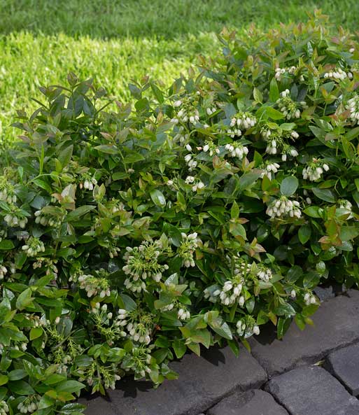 Die Heidelbeer-Hecke „BERRYBUX“ wurde neben einen Pflastersteinweg gepflanzt und trägt viele kleine, weiße Blüten.